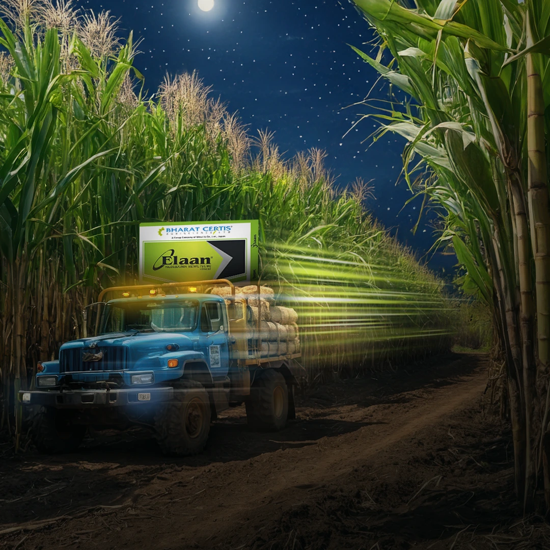 Boosting Sugarcane Yields with Elaan